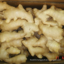 New Crop High Quality of Ginger Fresh Ginger